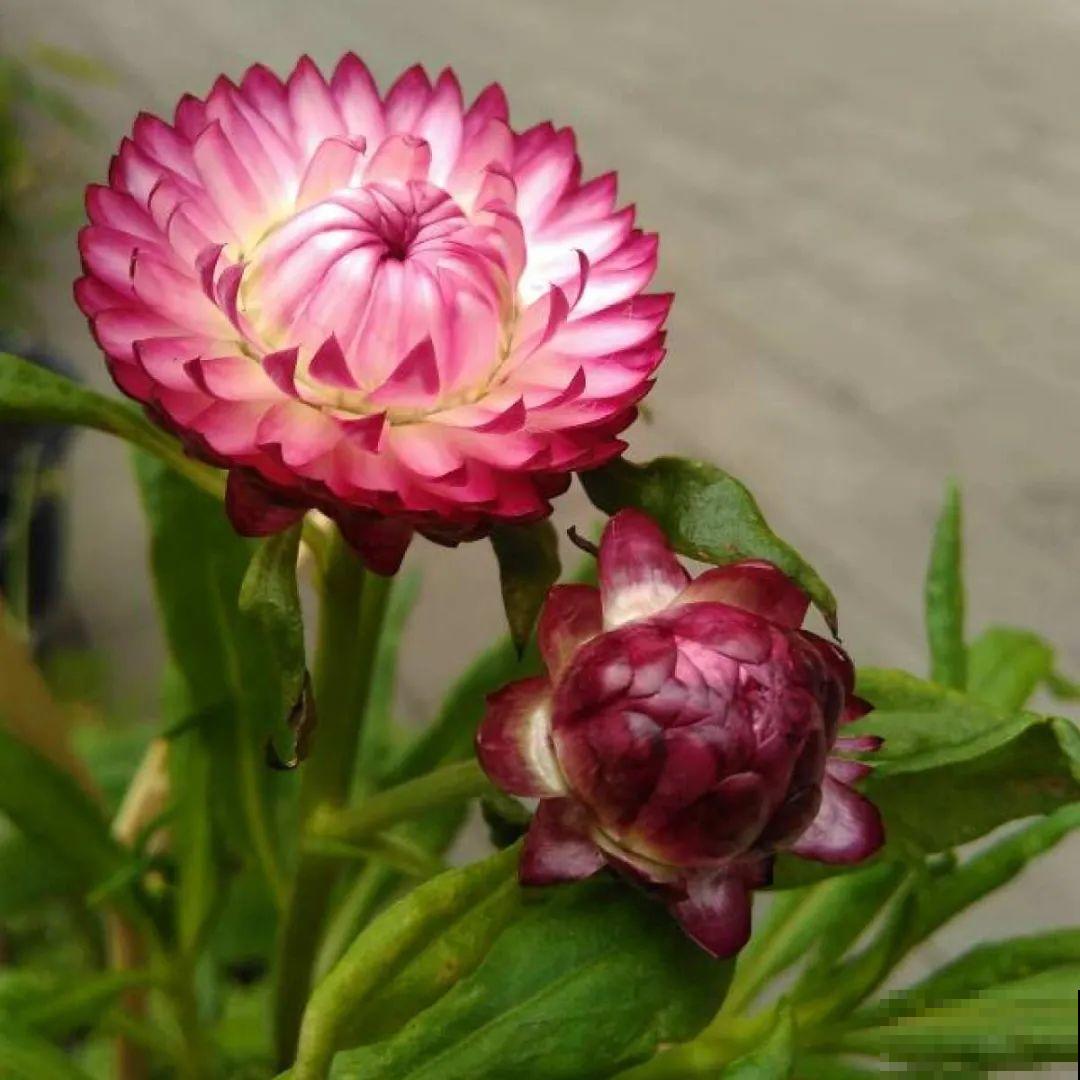 看图猜花名，100道题，测你的养花天分！