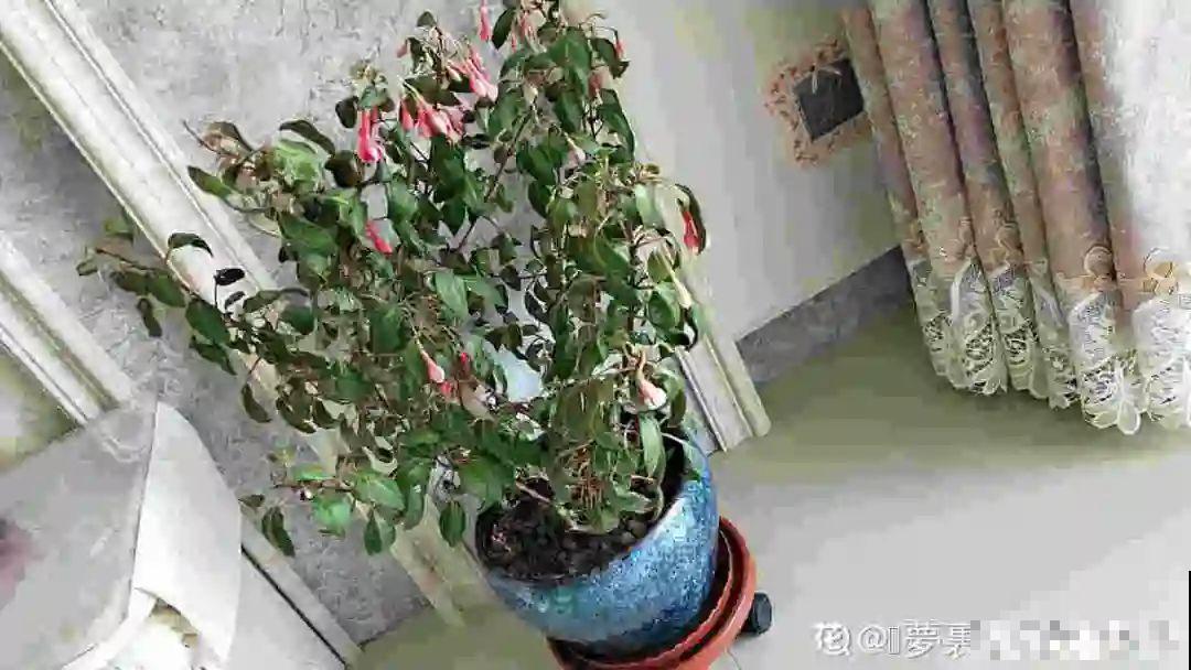 公认难养的花,养一盆死一盆,从来没有养活过! 公认难养的花,养一盆死一盆,从来没有养活过!