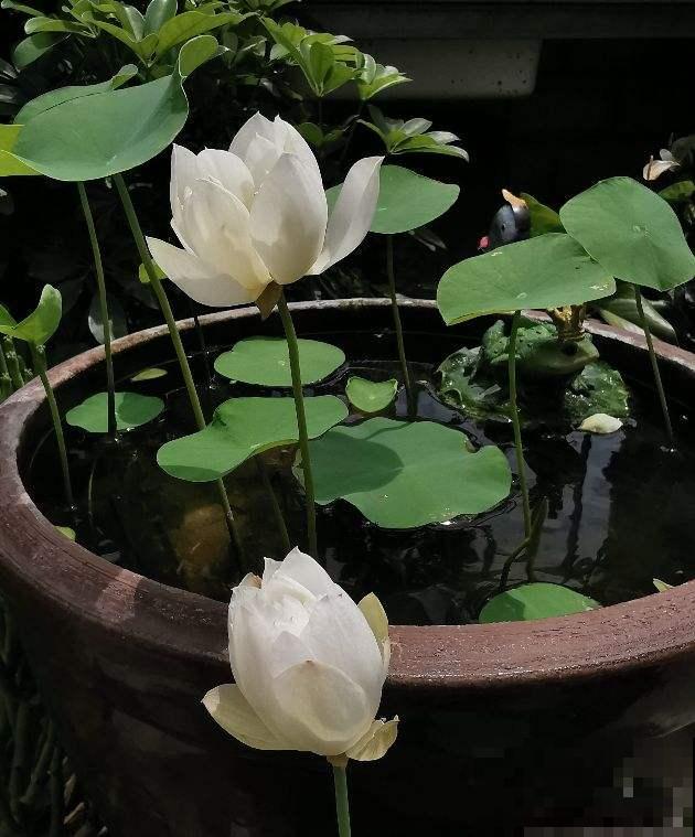 如果你是浇水党，就养这些耐水淹的花，浇多少都没事！