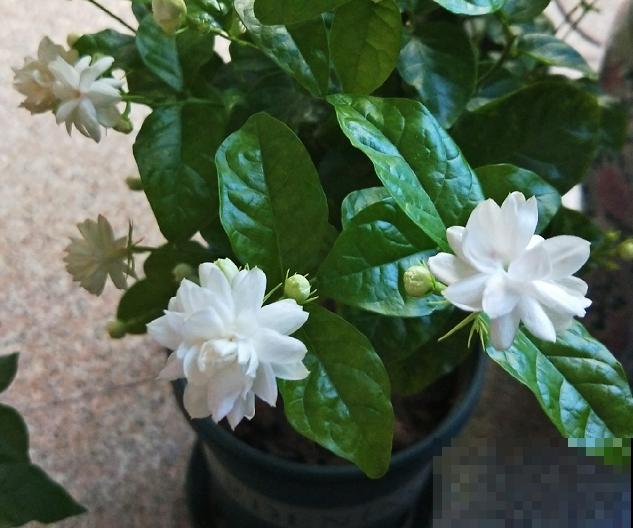 最适合各个地方养的花，快看你的家乡，适合养哪些花！