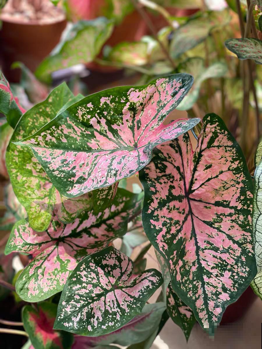 比绿萝还耐阴的花，叶子五彩斑斓，像打翻的调色板！