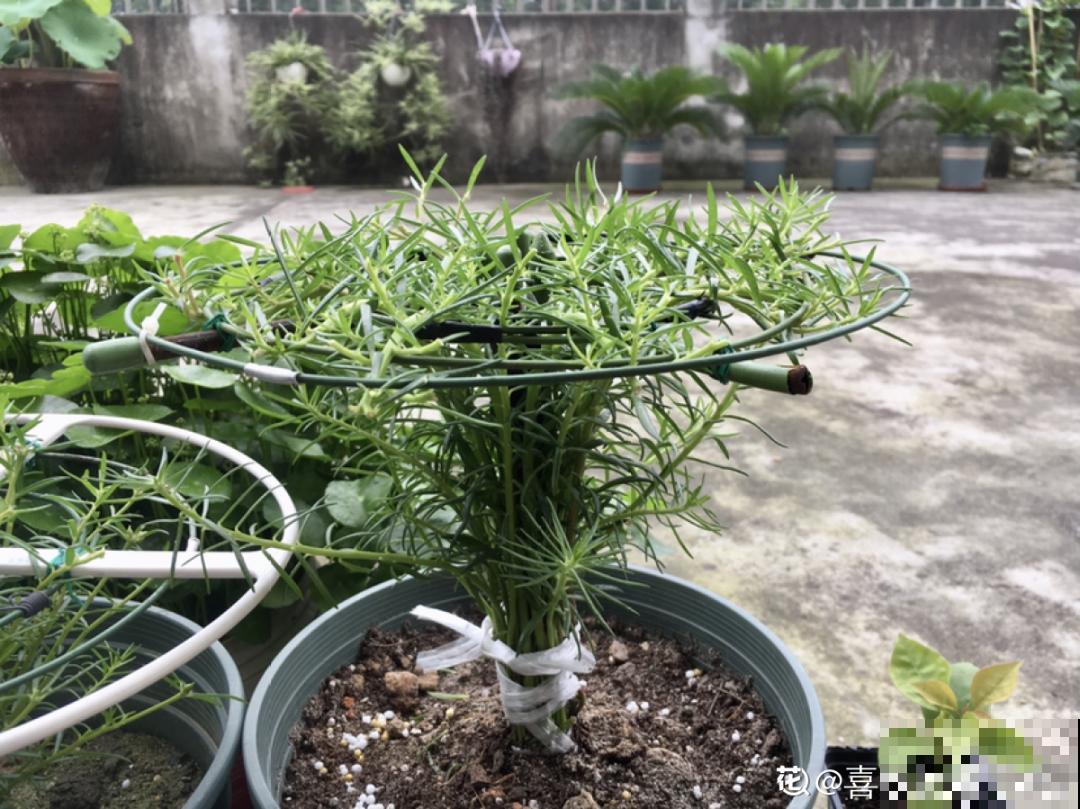 8根筷子绑一起,2个月变老桩,让你爱不释手! 8根筷子绑一起,2个月变老桩,让你爱不释手!