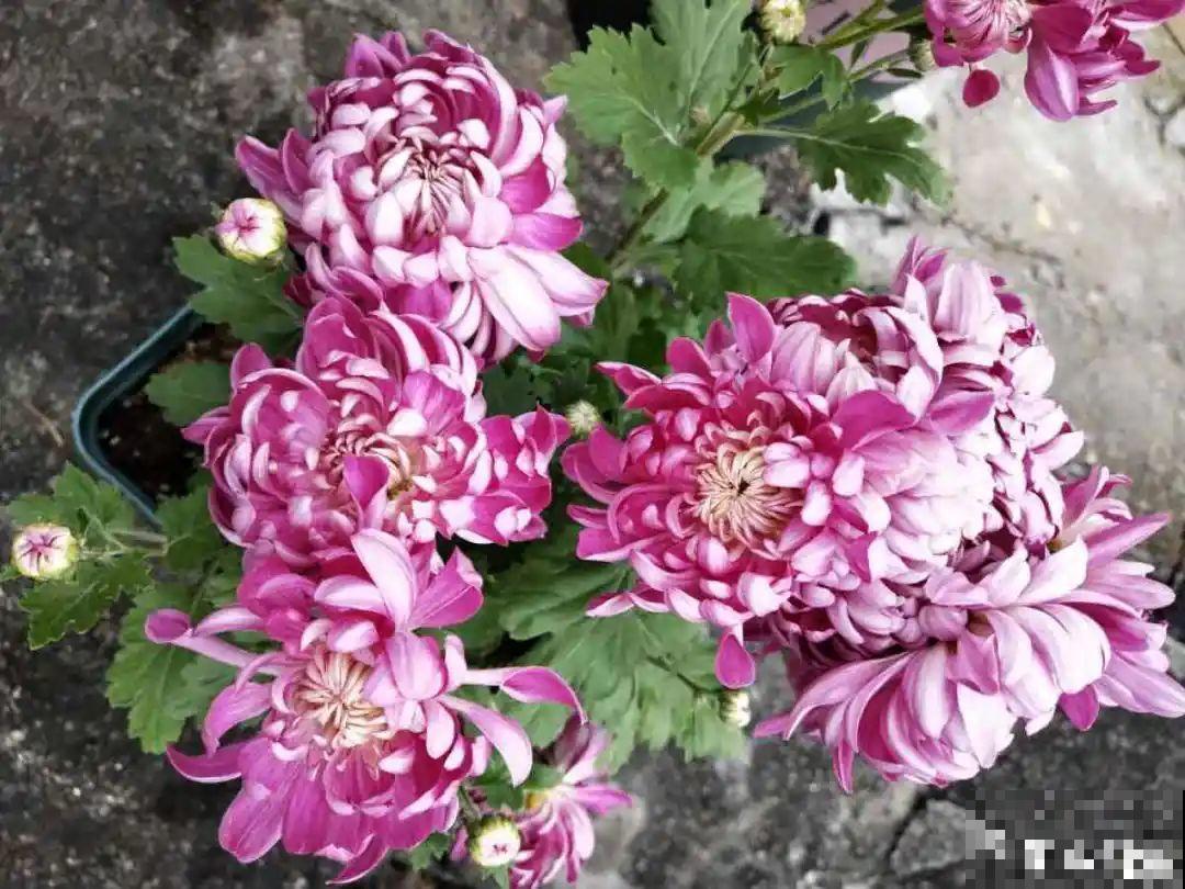 11种花,下个月就开花,现在养护是关键! 11种花,下个月就开花,现在养护是关键!