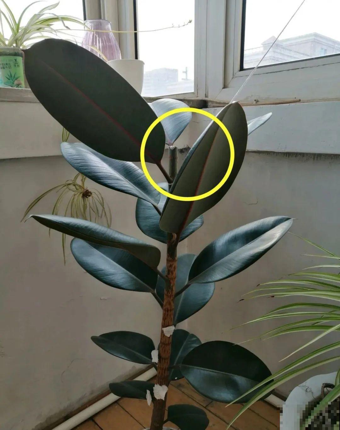 幸福树长太高，拦腰砍1刀，效果竟然这么好！