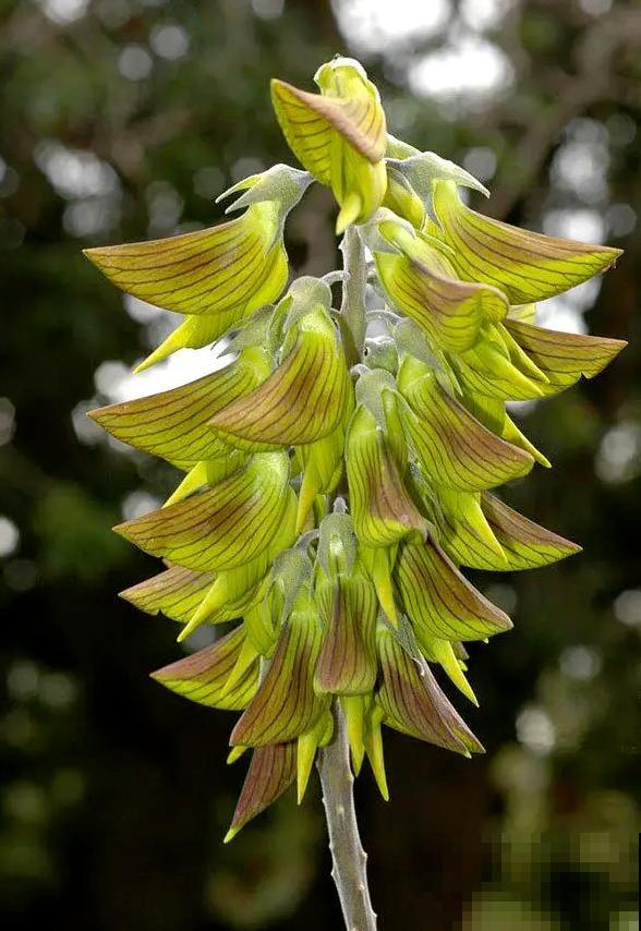 青鸟花,被束缚住的“蜂鸟”,美得太逼真! 青鸟花,被束缚住的“蜂鸟”,美得太逼真!