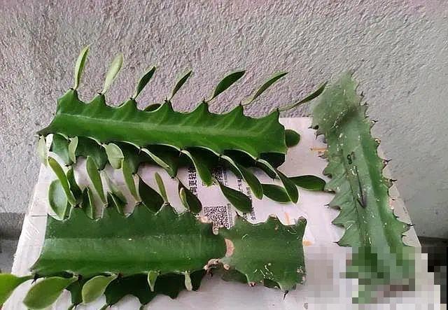 你扔的花,我捡回家,半个月起死回生! 你扔的花,我捡回家,半个月起死回生!