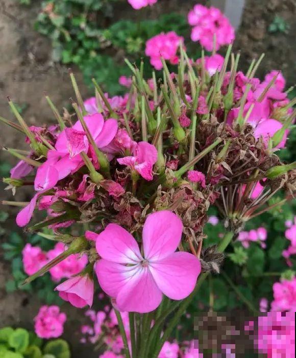 花开完别剪,再等15天,能收上千粒种子! 花开完别剪,再等15天,能收上千粒种子!