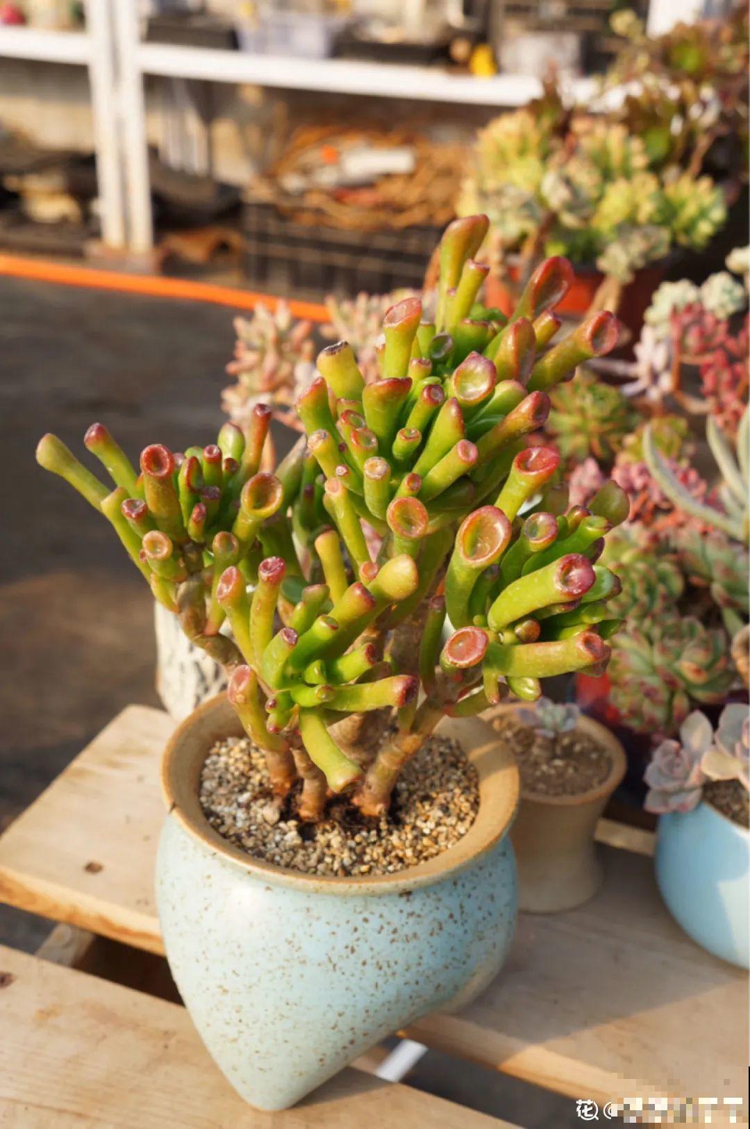 5种丑的难入眼的花，养客厅镇宅守家，越养越气派！