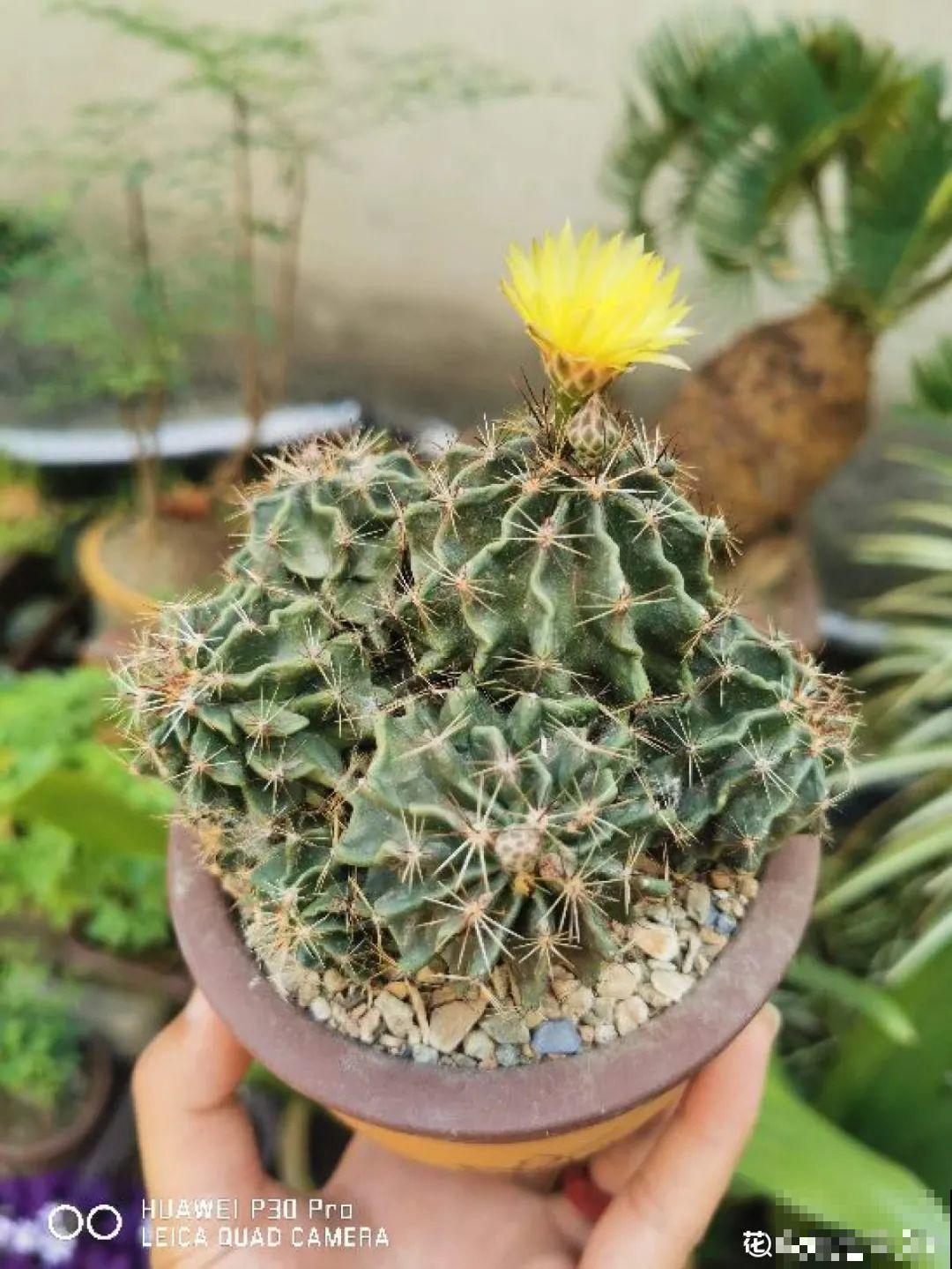 花盆越大越好看？错了，小盆种花美到窒息！