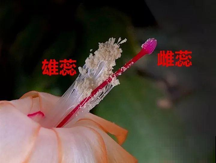 养花怎么才能人工授粉?一根小棉棒,就能解决问题! 养花怎么才能人工授粉?一根小棉棒,就能解决问题!