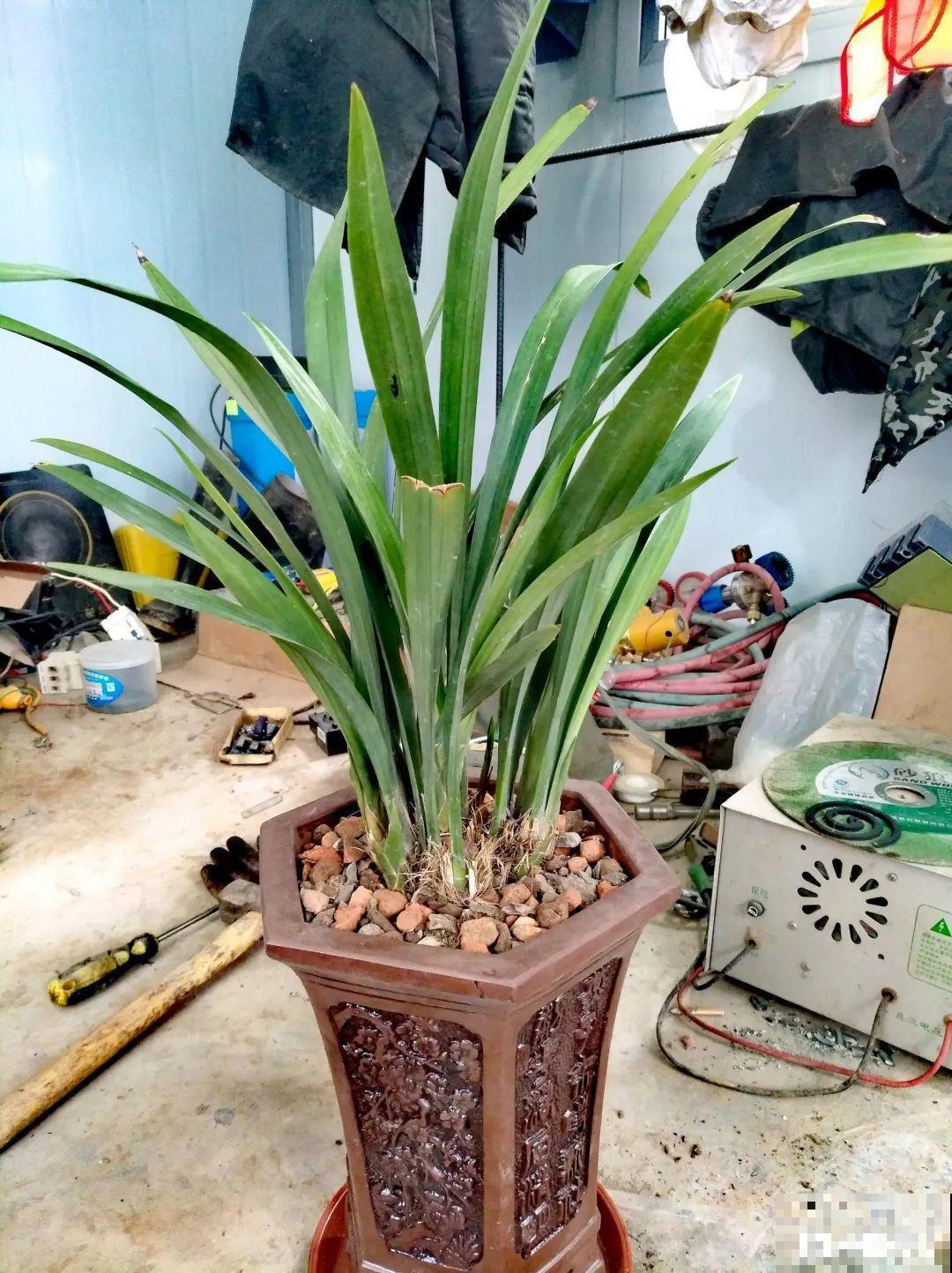 养花最重要的就是选花盆，花盆选错了，花都长不好