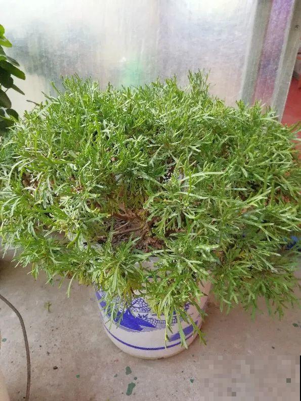 秋老虎来了，9种花进入“死期”，切莫大意！