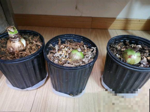 为什么朱顶红要休眠?因为不休眠,很可能不开花! 为什么朱顶红要休眠?因为不休眠,很可能不开花!