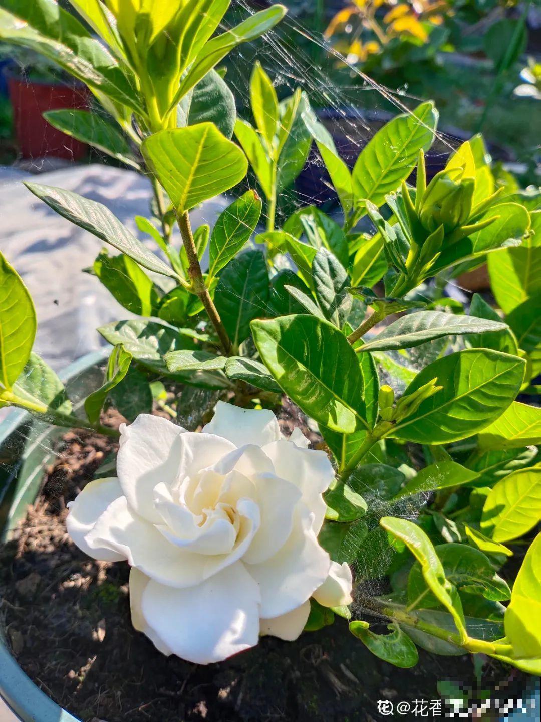 秋凉容易生虫子，月季招来害虫，必须赶紧换盆