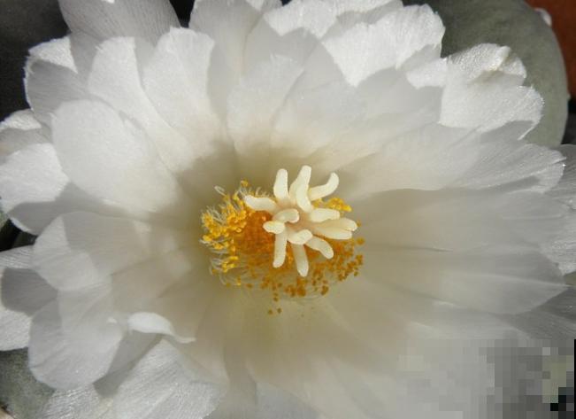 开花的仙人球,刷一下、结籽千千万,撒土里冒一盆苗! 开花的仙人球,刷一下、结籽千千万,撒土里冒一盆苗!