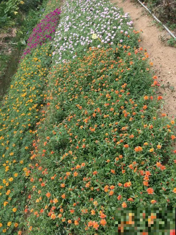 种花赚钱？要是有块地，真的发财了！