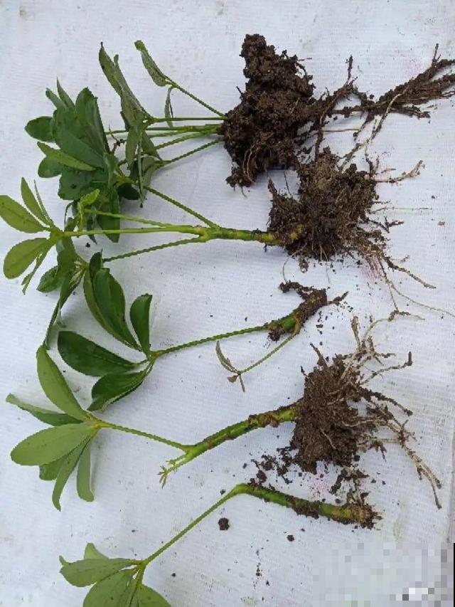 你扔的花,我捡回家,半个月起死回生! 你扔的花,我捡回家,半个月起死回生!