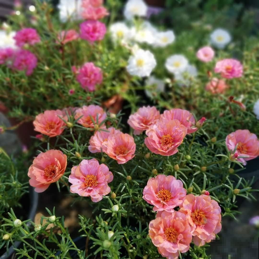 5种花像“小强”,繁殖能力超强,掰个枝就能活 5种花像“小强”,繁殖能力超强,掰个枝就能活