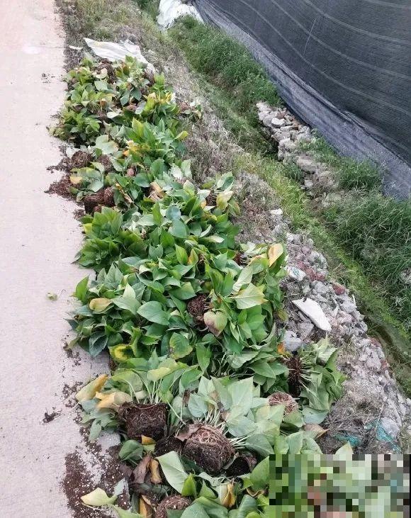 路边也能捡到“宝”,回家养一养,开成宝贝花! 路边也能捡到“宝”,回家养一养,开成宝贝花!