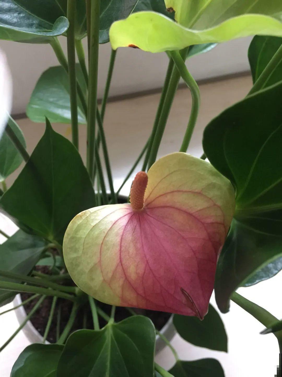 6种花开花就像假的,花期还特长,凑近一看才能辨别 6种花开花就像假的,花期还特长,凑近一看才能辨别