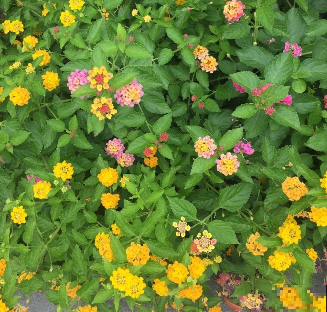 38种入侵植物,全村出来挖,挖完又长一大片 38种入侵植物,全村出来挖,挖完又长一大片