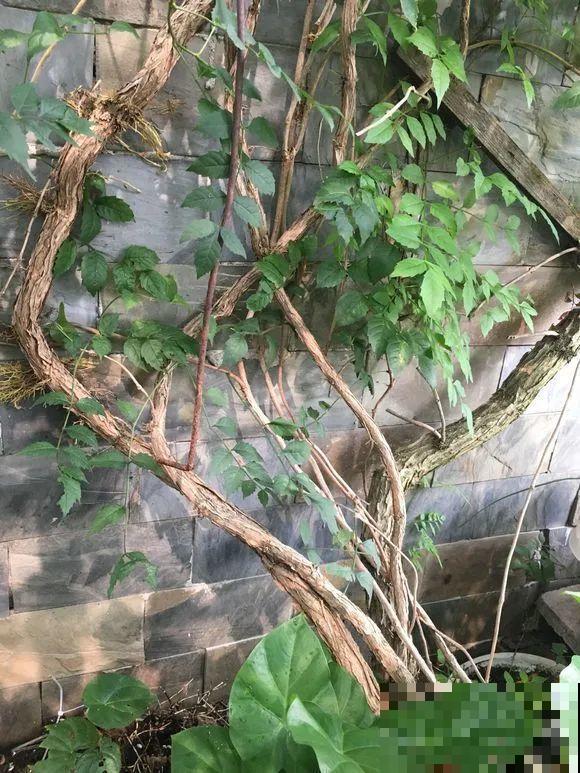 养花界的小强，用脚踩都死不了，根本不敢种院里！