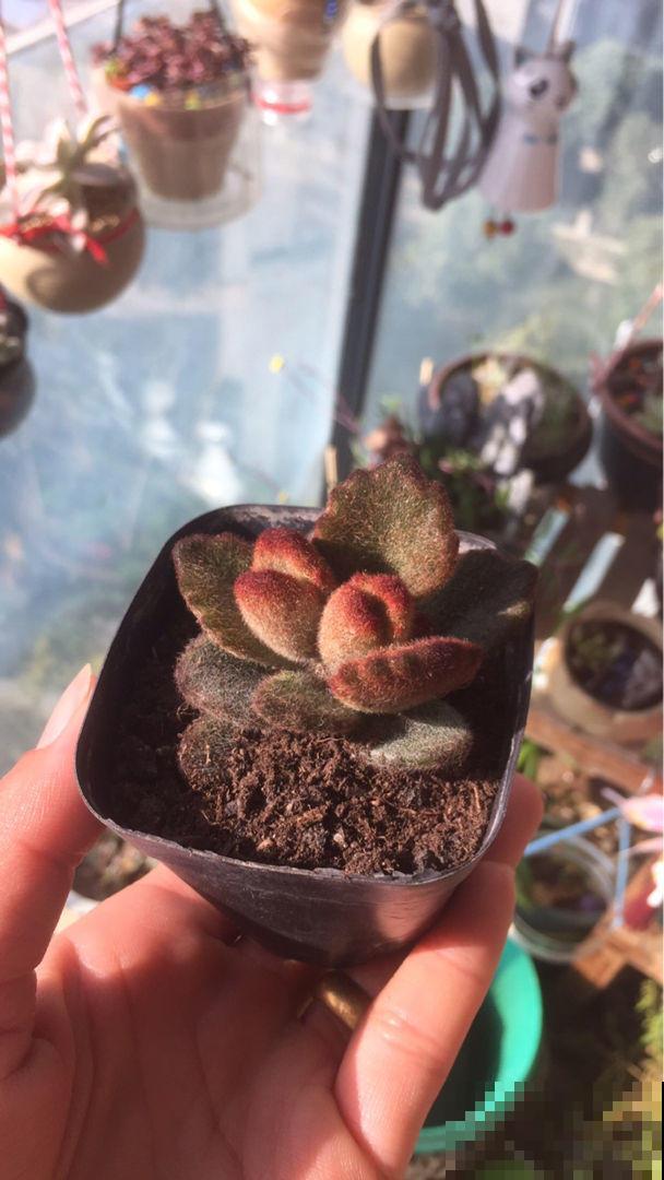 养这5种可爱绿植,毛茸茸的,绿植界萌宠担当! 养这5种可爱绿植,毛茸茸的,绿植界萌宠担当!