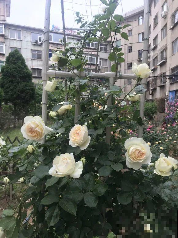 白色蜀葵竟被拦腰折断,说是因为颜色不吉利,真无语! 白色蜀葵竟被拦腰折断,说是因为颜色不吉利,真无语!