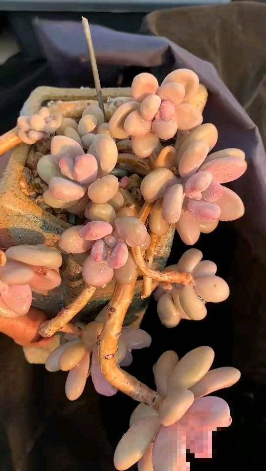 秋天养桃蛋,多晒太阳少浇水,长成胖乎乎的肉墩子 秋天养桃蛋,多晒太阳少浇水,长成胖乎乎的肉墩子