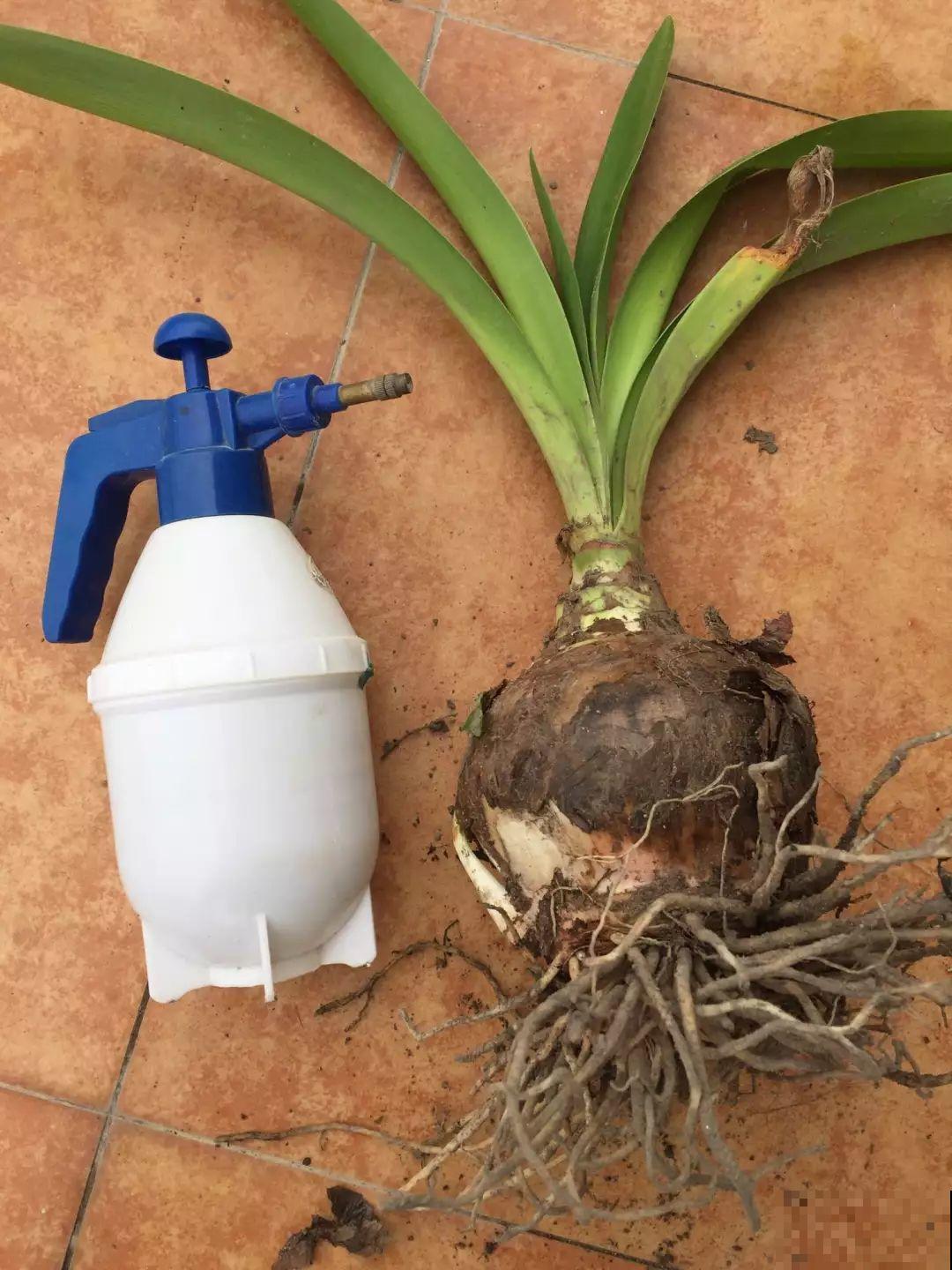 沙漠玫瑰太能长，足足100斤，1个人差点搬不动！