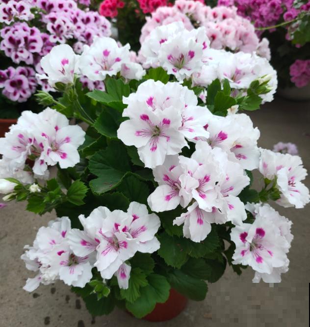 天竺葵最美的20个品种,不养一盆,对不起自己! 天竺葵最美的20个品种,不养一盆,对不起自己!