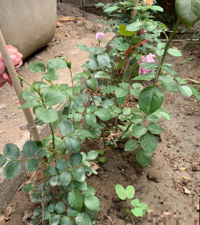 生活在于折腾,养花就是无休止的折腾,并且乐此不疲! 生活在于折腾,养花就是无休止的折腾,并且乐此不疲!