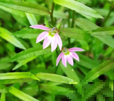 秋冬别养绿萝了，这种耐寒的开花机器，更适合懒人养！