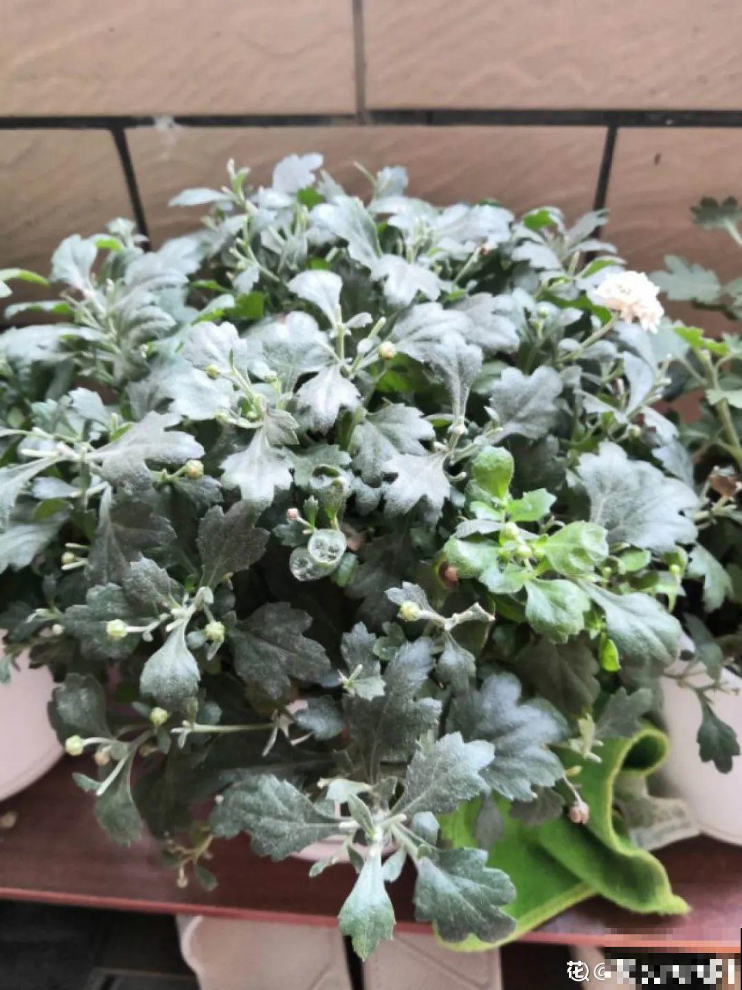 下个月开始，这10种花不能剪，剪了没花看，白养大半年！