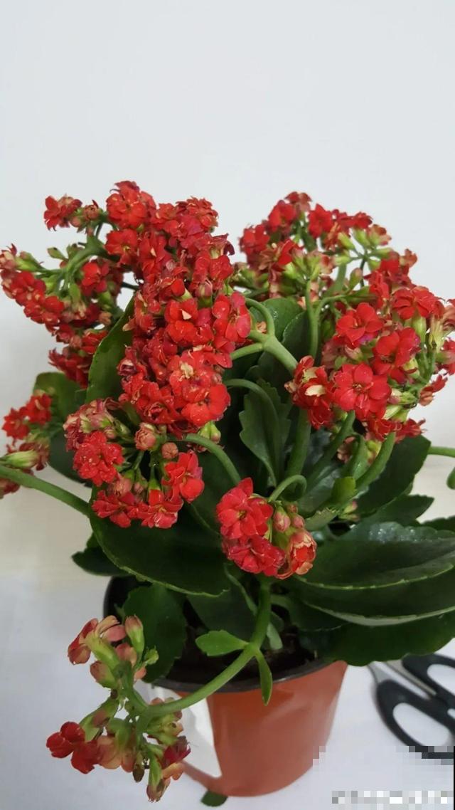 8种花要舍得掐,才能越长越旺盛 8种花要舍得掐,才能越长越旺盛