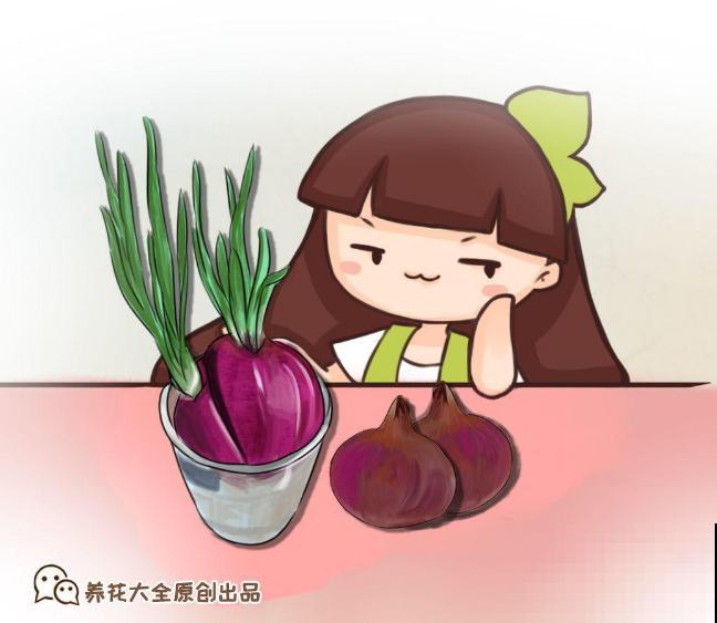 洋葱屁股不要扔，埋在土里浇点水，长成新洋葱！