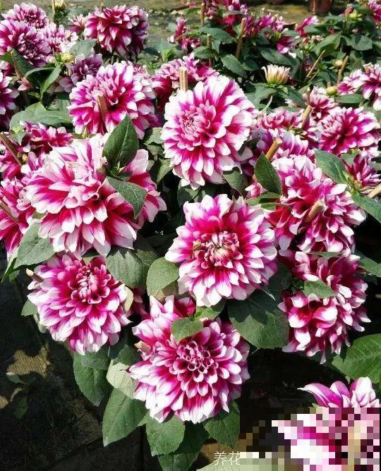 11种花,下个月就开花,现在养护是关键! 11种花,下个月就开花,现在养护是关键!