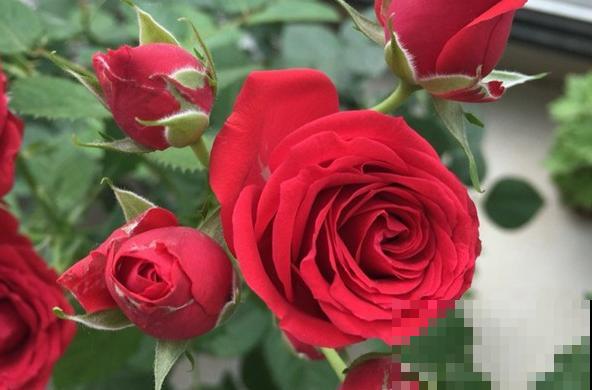 永远系列月季,个个都是经典品种,养一次就上瘾! 永远系列月季,个个都是经典品种,养一次就上瘾!