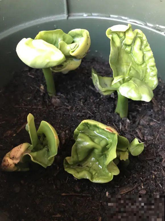 种花赚钱？要是有块地，真的发财了！