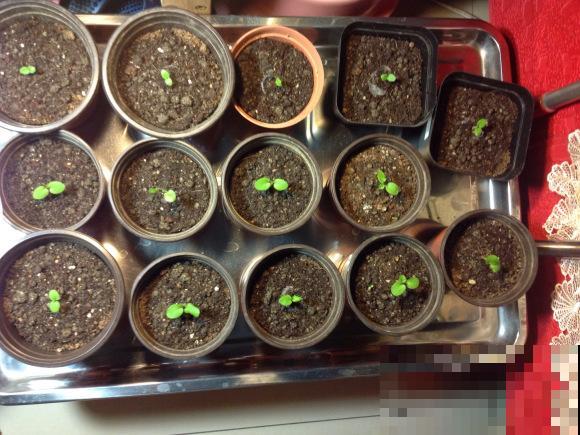 9月是最佳播种期,天竺葵从播种到开花,详细经验来啦! 9月是最佳播种期,天竺葵从播种到开花,详细经验来啦!