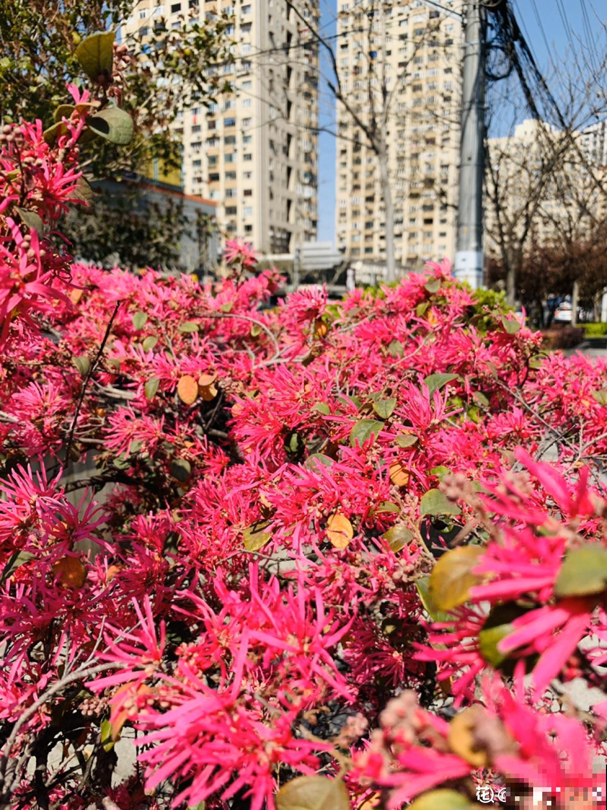 开花超好看的红檵木,开花红得发紫,像锦带一样美 开花超好看的红檵木,开花红得发紫,像锦带一样美