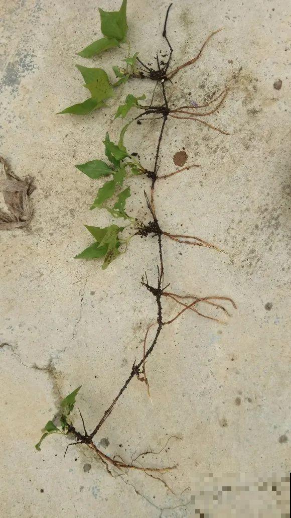 扦插有啥难？1根吸管，插活6盆花，太简单了！