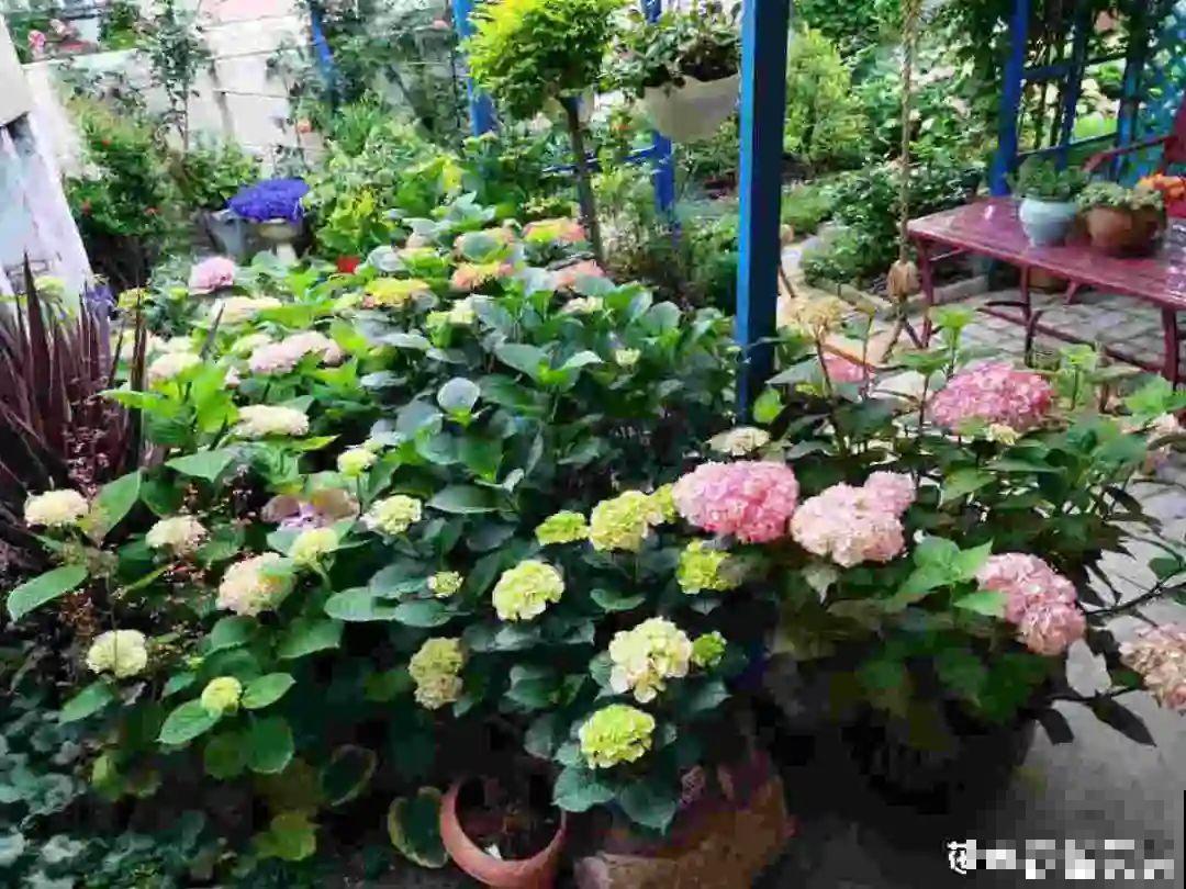 8种花,养小不养老,越老开花越少! 8种花,养小不养老,越老开花越少!