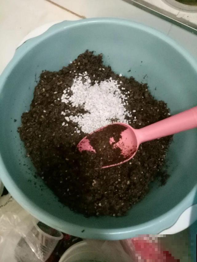 养根的3个小方法,照着一步步做,根能撑爆盆! 养根的3个小方法,照着一步步做,根能撑爆盆!