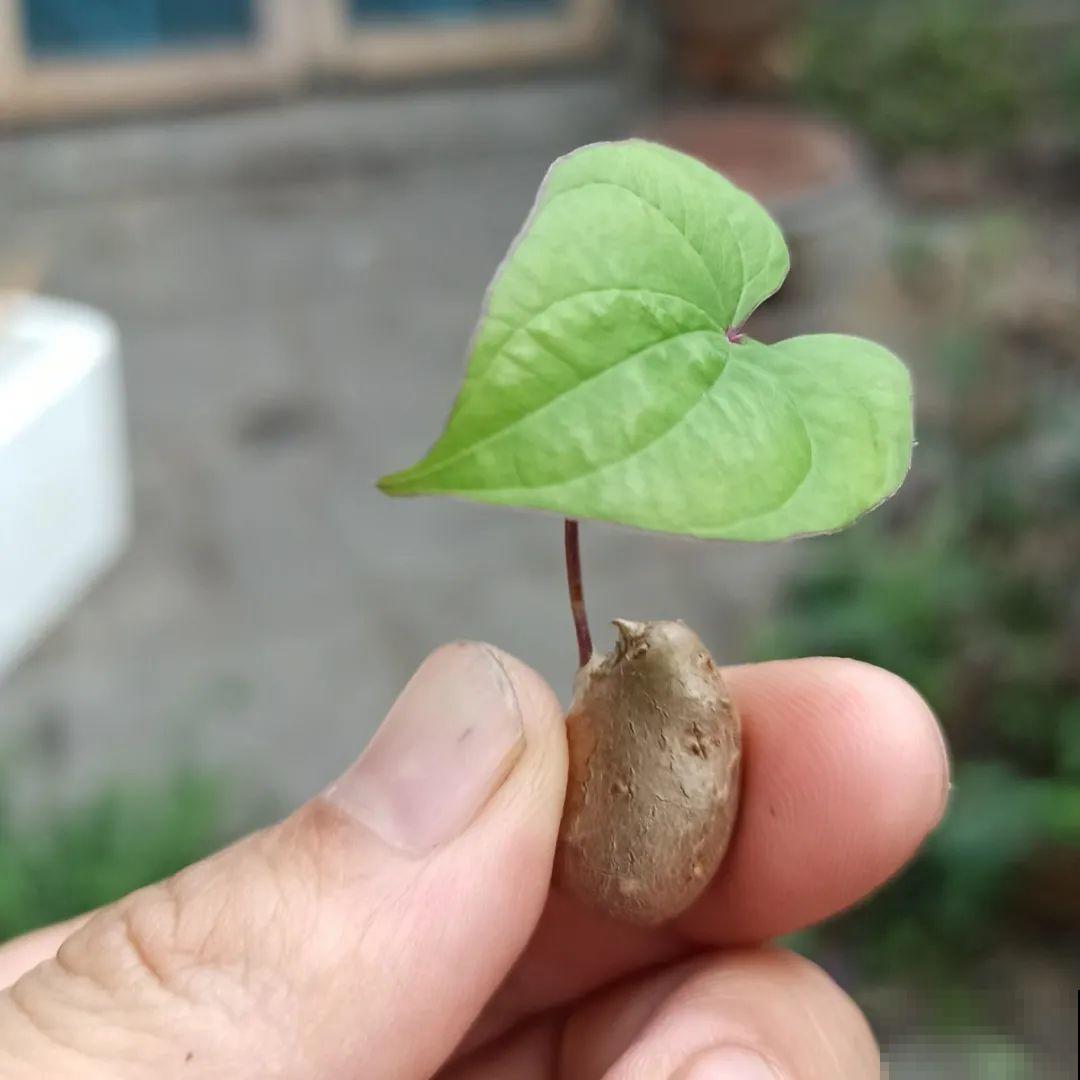 玉米地瓜，放久了自动变成盆栽，太好活了吧？