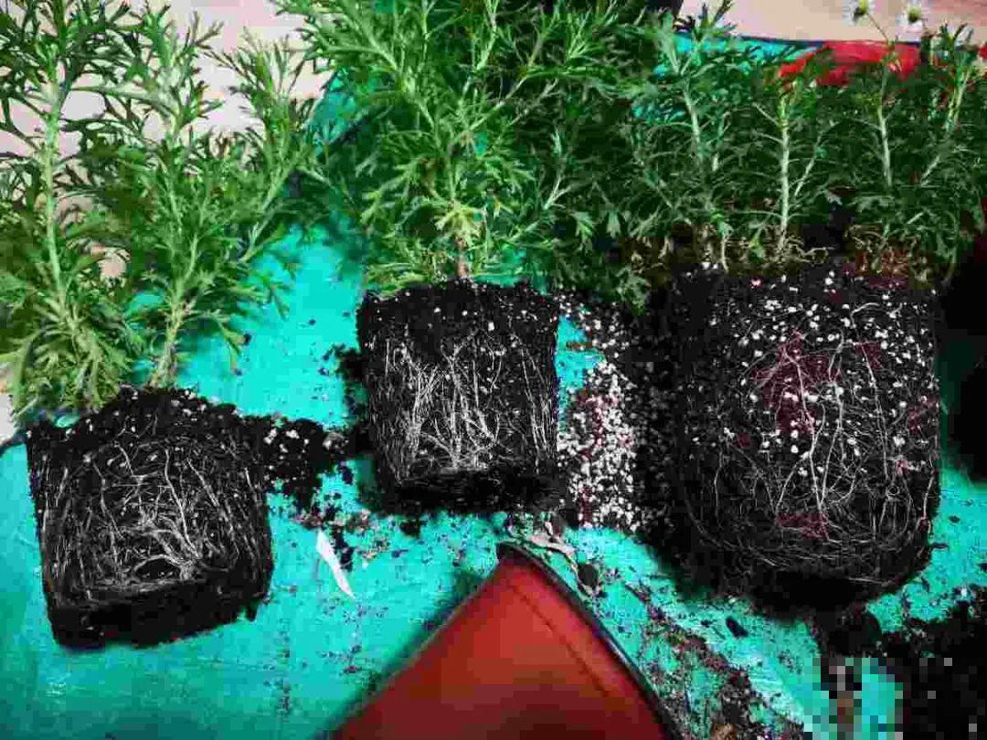 秋老虎来了，9种花进入“死期”，切莫大意！