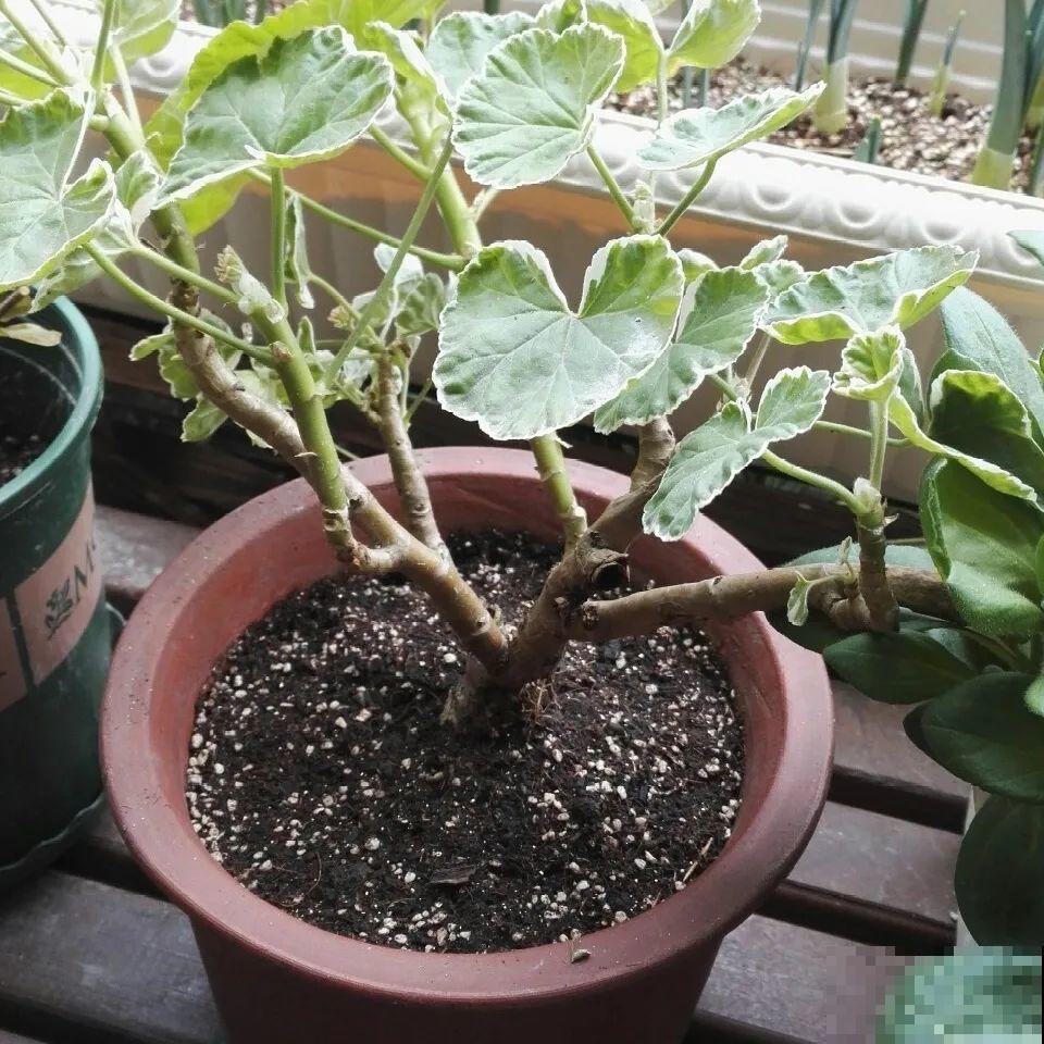 这花千万别换盆，小心一换就死！