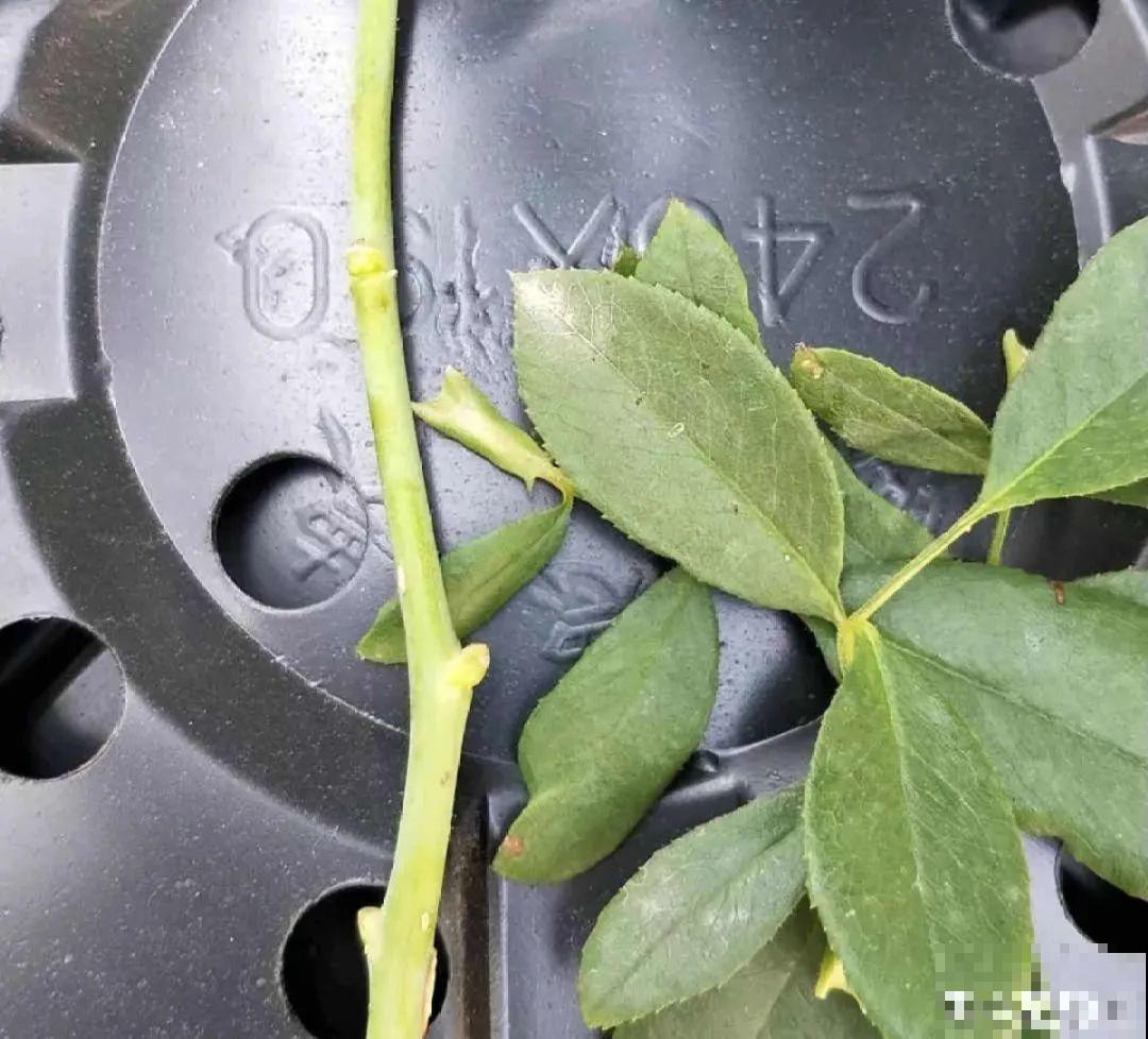 8根筷子绑一起,2个月变老桩,让你爱不释手! 8根筷子绑一起,2个月变老桩,让你爱不释手!