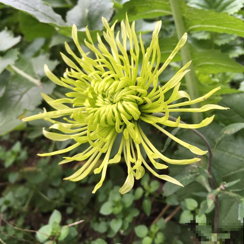 秋季养花大合集，30种花，你想要的我全有！