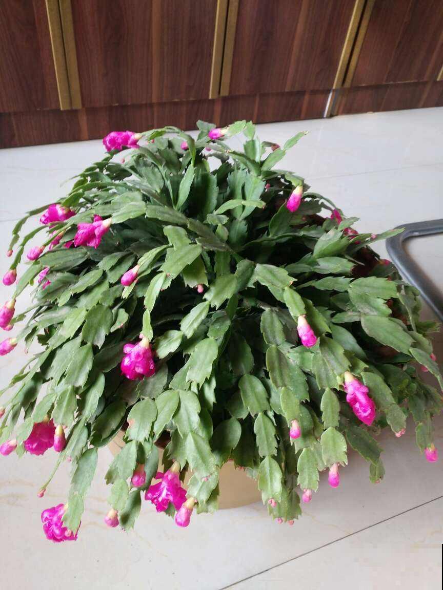 蟹爪兰要“贴秋膘”,肥水安排上,10月冒出满盆花苞 蟹爪兰要“贴秋膘”,肥水安排上,10月冒出满盆花苞